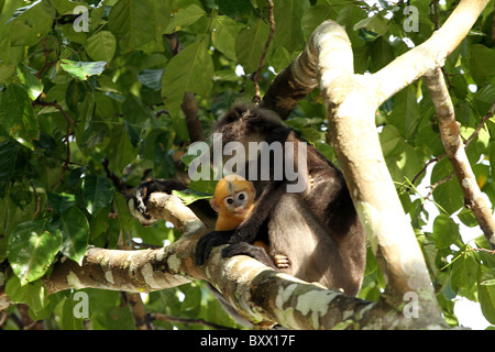 Staubige Blatt, Affe. Gibbon-Familie. Langkawi, Malaysia, 2010 Stockfoto