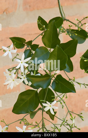 Azoren-Jasmin-Pflanze in voller Blüte Stockfoto