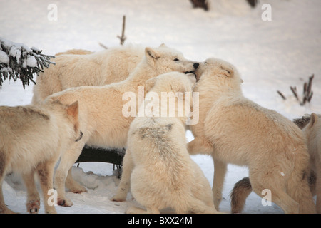 Arktische Wölfe; Canis Lupus arctos Stockfoto