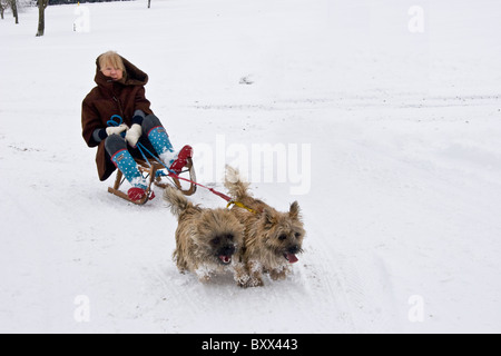 Frau auf einem Schlitten im Schnee, gezogen von zwei Cairn Terrier Stockfoto