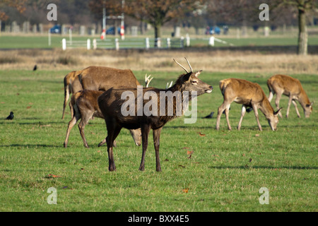 Rote Hirsche, Cervus Elaphus, Richmond Park, Surrey, England, UK Stockfoto