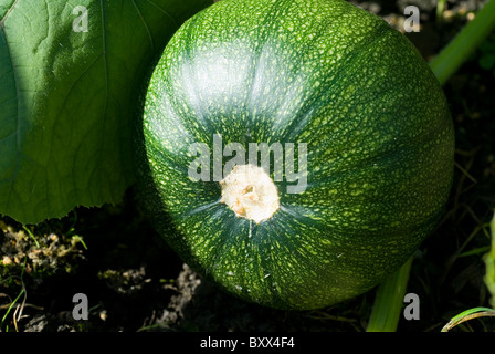 Kürbis Baby Bär (Cucurbita Pepo) ein Miniatur Kürbis-Vielfalt, Reifen auf einer Zuteilung in South Yorkshire, England. Stockfoto