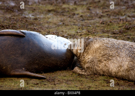 Grey Seal Pup Fütterung von Mutter Stockfoto