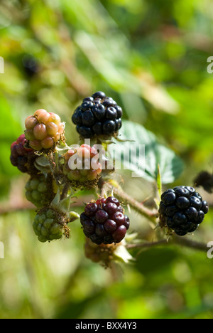 Brombeeren (Rubus Fruticosus) Reifen auf einem Busch in South Yorkshire, England. Stockfoto