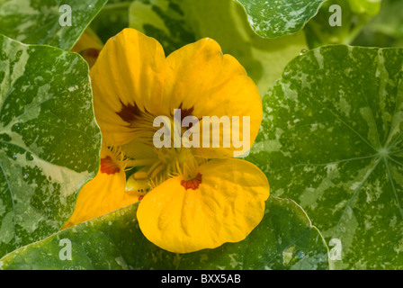 Kapuzinerkresse 'Alaska' (Tropaeolum Majus) Blumen. Stockfoto