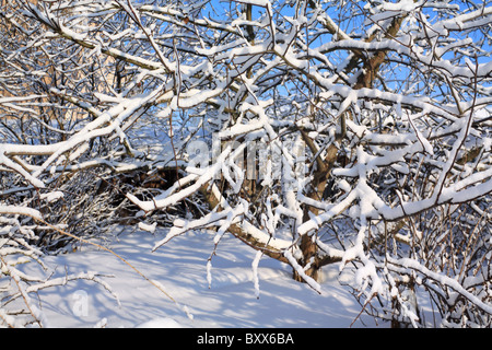 Aple Bäume im Wintergarten Stockfoto