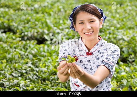 Junge Frau in einem Teefeld hält frischen Tee Blätter Stockfoto