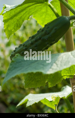 Gurken-Pflanze (Cucumis Sativus) wächst in einem Folientunnel, South Yorkshire, England. Stockfoto