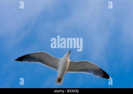 Erwachsenen Yellow-legged Möve (Larus Michahellis) fliegen Stockfoto