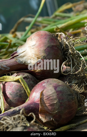 Zwiebeln 'Red Baron' (Allium Cepa) auf der Bank in einem South Yorkshire Folienhaus austrocknen. Stockfoto