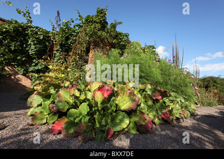 Norton Priory Museum & Gärten. Herbstliche Ansicht von Gertrude Jekyll inspirierte Farbe Grenzübergang Norton Priory Walled Garden. Stockfoto