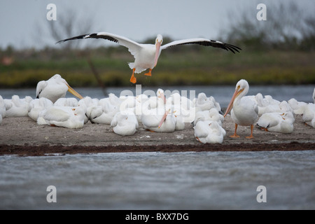 Weiße Pelikan bereitet für die Landung auf dem Wasser der Laguna Madre an der Küste des Golf von Mexiko in der Nähe von Port Mansfield Texas Stockfoto