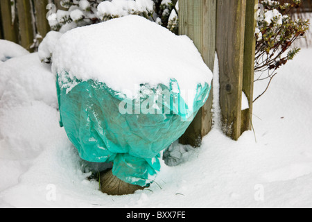 Gartenbau Vlies umfasst den Schutz im Freien Garten Pflanzen gegen Frost und Schnee im Winter. UK Stockfoto