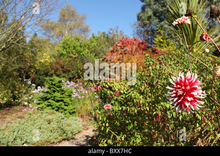 Mount Pleasant Gardens, England. Herbstlicher Blick auf die Blumenbeete und Grenzen in Mount Pleasant Gardens. Stockfoto