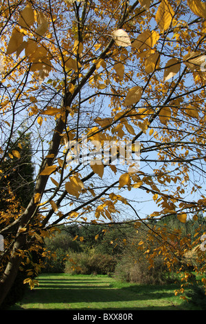 Die Quinta Arboretum, England. Herbstlicher Blick auf Quinta Arboretum. Stockfoto