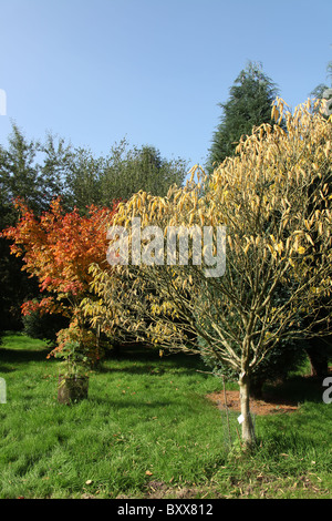 Die Quinta Arboretum, England. Herbstlicher Blick auf Quinta Arboretum. Stockfoto