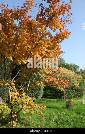 Die Quinta Arboretum, England. Herbstlicher Blick auf Quinta Arboretum. Stockfoto