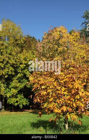 Die Quinta Arboretum, England. Herbstlicher Blick auf Quinta Arboretum. Stockfoto