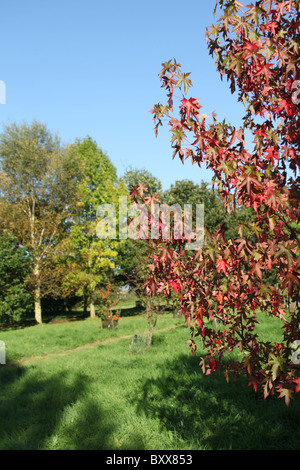 Die Quinta Arboretum, England. Herbstlicher Blick auf Quinta Arboretum. Stockfoto