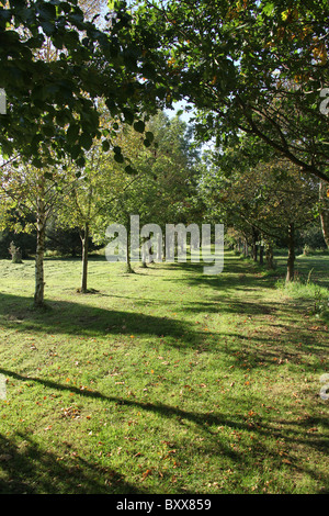 Die Quinta Arboretum, England. Herbstlicher Blick auf Quinta Arboretum. Stockfoto