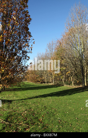 Die Quinta Arboretum, England. Herbstlicher Blick auf Quinta Arboretum. Stockfoto