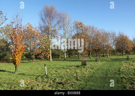 Die Quinta Arboretum, England. Herbstlicher Blick auf Quinta Arboretum. Stockfoto