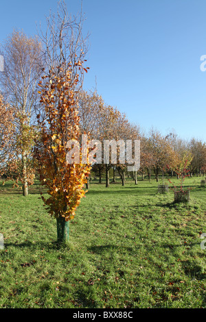 Die Quinta Arboretum, England. Herbstlicher Blick auf Quinta Arboretum. Stockfoto