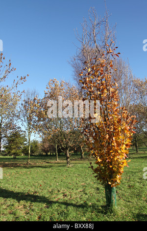 Die Quinta Arboretum, England. Herbstlicher Blick auf Quinta Arboretum. Stockfoto