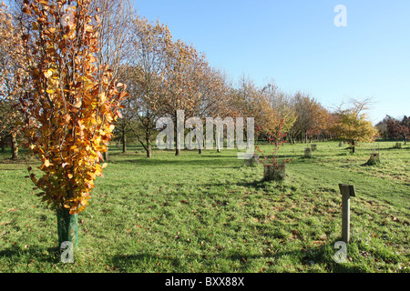 Die Quinta Arboretum, England. Herbstlicher Blick auf Quinta Arboretum. Stockfoto