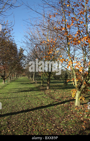 Die Quinta Arboretum, England. Herbstlicher Blick auf Quinta Arboretum. Stockfoto