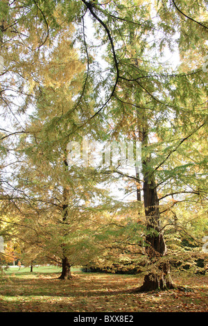 Nachlass von Tatton Park, England. Herbstliche Ansicht von Dawn Redwood-Bäume in den Gärten Tatton Park. Stockfoto