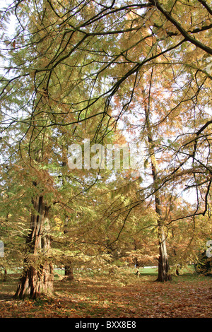 Nachlass von Tatton Park, England. Herbstliche Ansicht von Dawn Redwood-Bäume in den Gärten Tatton Park. Stockfoto