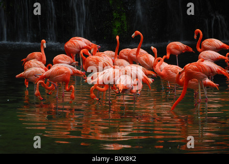 Karibik Flamingo im Jurong Bird Park; Singapur. Man nennt es amerikanische flamingo Stockfoto