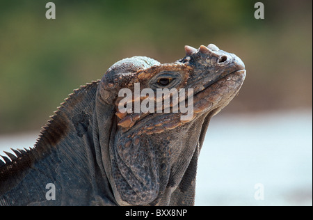 endemische Leguan (Cyclura Cornuta) in der Nähe von Lago Enriquillo, Dominikanische Republik Stockfoto