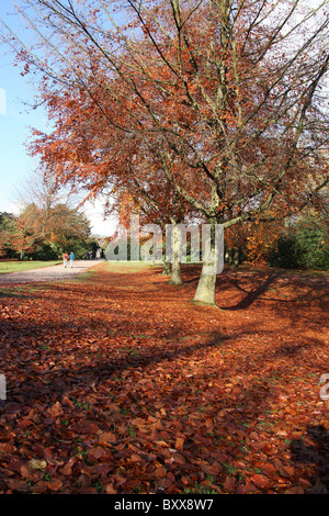 Nachlass von Tatton Park, England. Herbstliche Ansicht von Tatton Park breiter Fußweg. Stockfoto