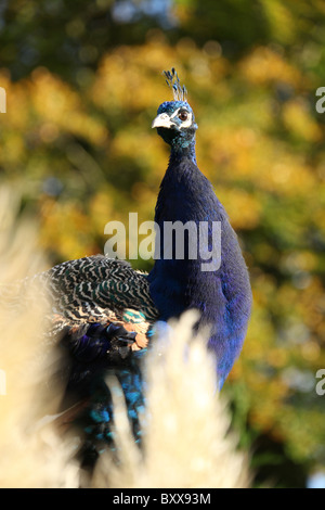 Walton Hall und Gärten. Herbstliche Nahaufnahme der ein Pfau am Walton Hall Gardens Kinderzoo. Stockfoto