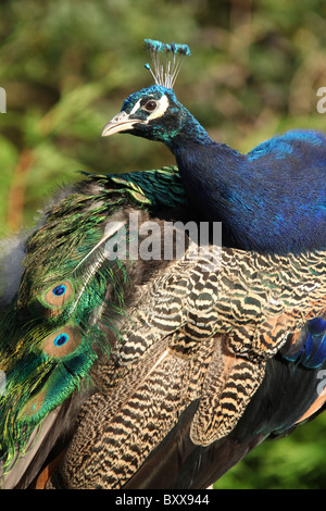 Walton Hall und Gärten. Herbstliche Nahaufnahme der ein Pfau am Walton Hall Gardens Kinderzoo. Stockfoto