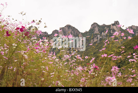 Daedunsan und Cosmos Blumen, Südkorea Stockfoto