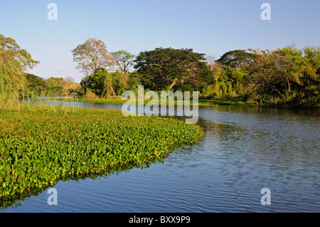 Schwimmende Wasserhyazinthe Eichhornia Crassipes in Nicaragua-See, in der Bucht von Granada, Nicaragua, Mittelamerika Stockfoto