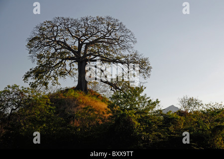 Riesiger Baum auf Insel im Nicaragua-See mit Mombacho Vulkan im Hintergrund, Nicaragua Zentralamerika Stockfoto