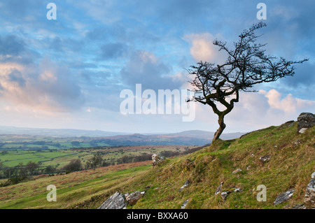 Einsamer Baum am Hang auf Dartmoor, Devon UK Stockfoto