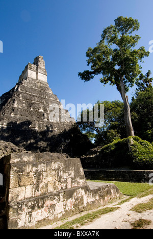 Maya-Tempel Nr. 1 (große Jaguar), Tikal National Park, Guatemala Stockfoto