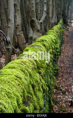 Moos bewachsenen Wand, Derbyshire Stockfoto
