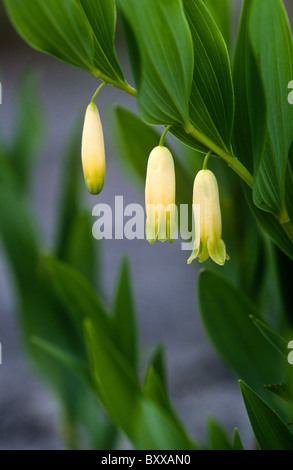 Eckige Salomos-Seal, Polygonatum Odoratum, wächst auf Kalkstein, Gang Barrows, Lancashire, England Stockfoto