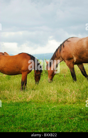 Pferde im Feld Stockfoto