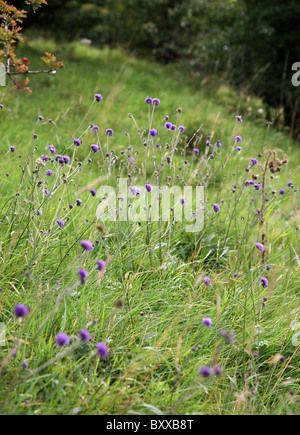 Eine kleine Witwenblume (Scabiosa Kolumbarien) Blumenfeld Stockfoto