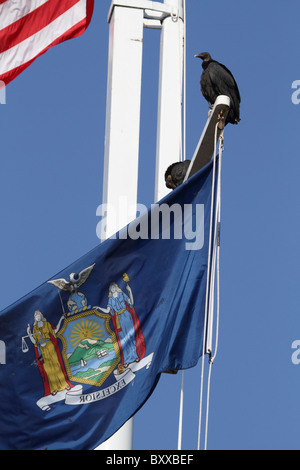 Eine schwarze Geier, Coragyps Atratus, sitzen auf einer Flagge Post unter der Flagge des Staates New York, USA Stockfoto