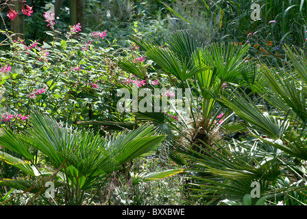 junge Butia Capitata Pinto Palm Gelee Palme und salvia Stockfoto