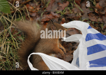 Eichhörnchen (Sciurus Vulgaris) stehlen Haselnüsse aus einer Einkaufstasche, Highlands, Schottland, Großbritannien Stockfoto