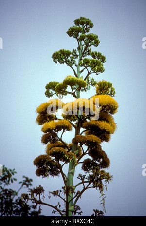 Dolch-Log, Agave Karatto Miller, Agave Karatto, Albert Town, Cockpit Country, Blue Mountains, Jamaika Stockfoto